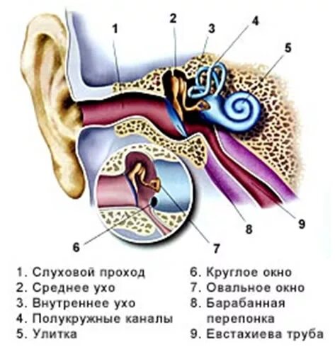 Книга в ухе кристи