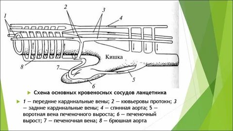 Ланцетник кровеносная система