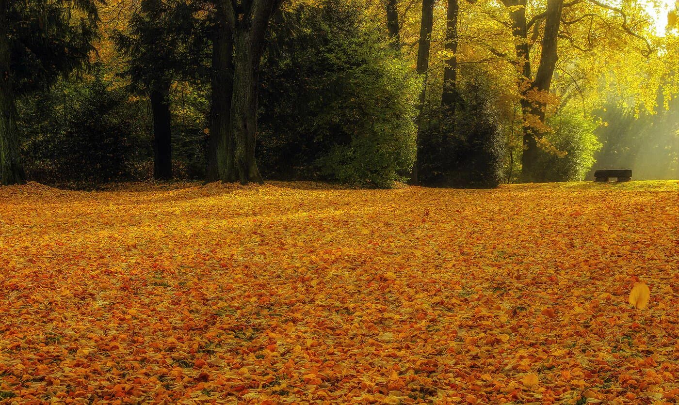 Ковер из кленовых листов. Ковер из осенних листьев. Ковер из листьев предложение. Ковер из кленовых листьев. Разноцветный ковер из листьев.