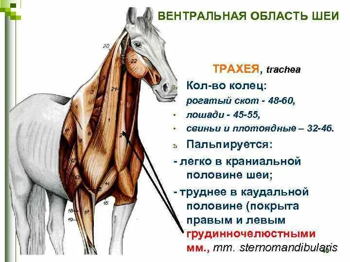 Область шеи животных. Область шеи животных