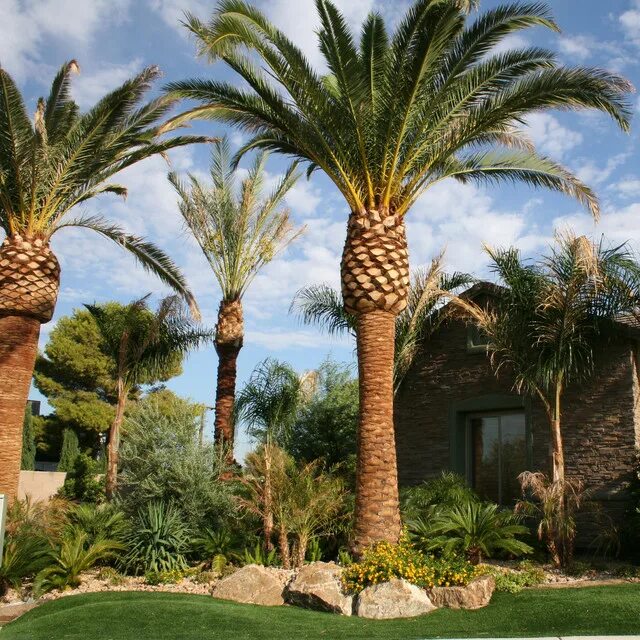 Лас Вегас пальмы. Лас Вегас Оазис. Оазис с пальмами. Пальмы в ландшафтном дизайне.