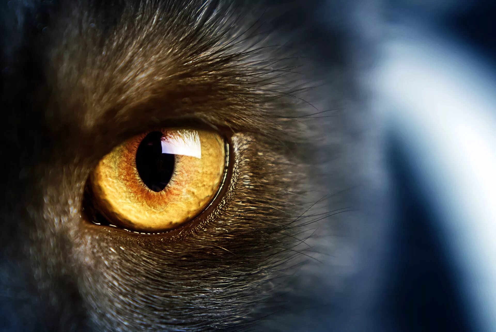 Глазки кошечки. Кошачий глаз. Желтые глаза. Глаза котов. Глаза зверя.