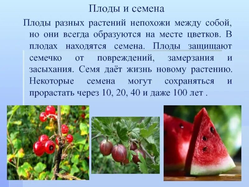 Разнообразие плодов в природе. Для чего нужен плод растению. Плод с семенами. Сообщение о плодах растений.