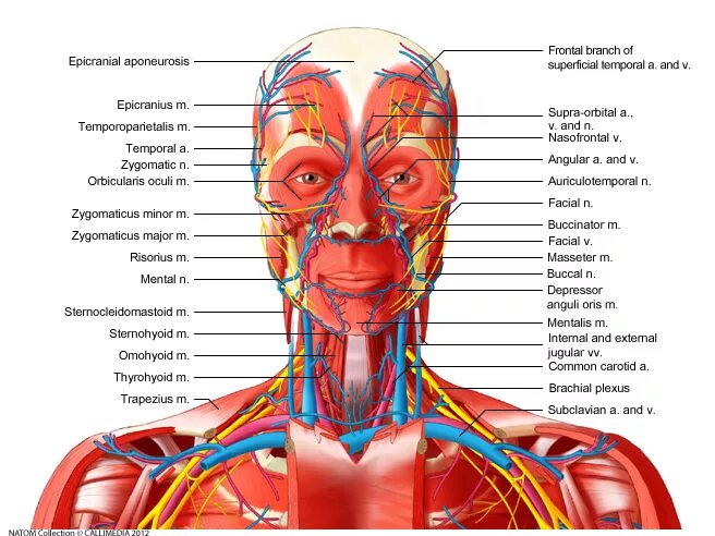 Сосуды лица анатомия для косметологов. Анатомия лица сосуды и нервы для косметологов.