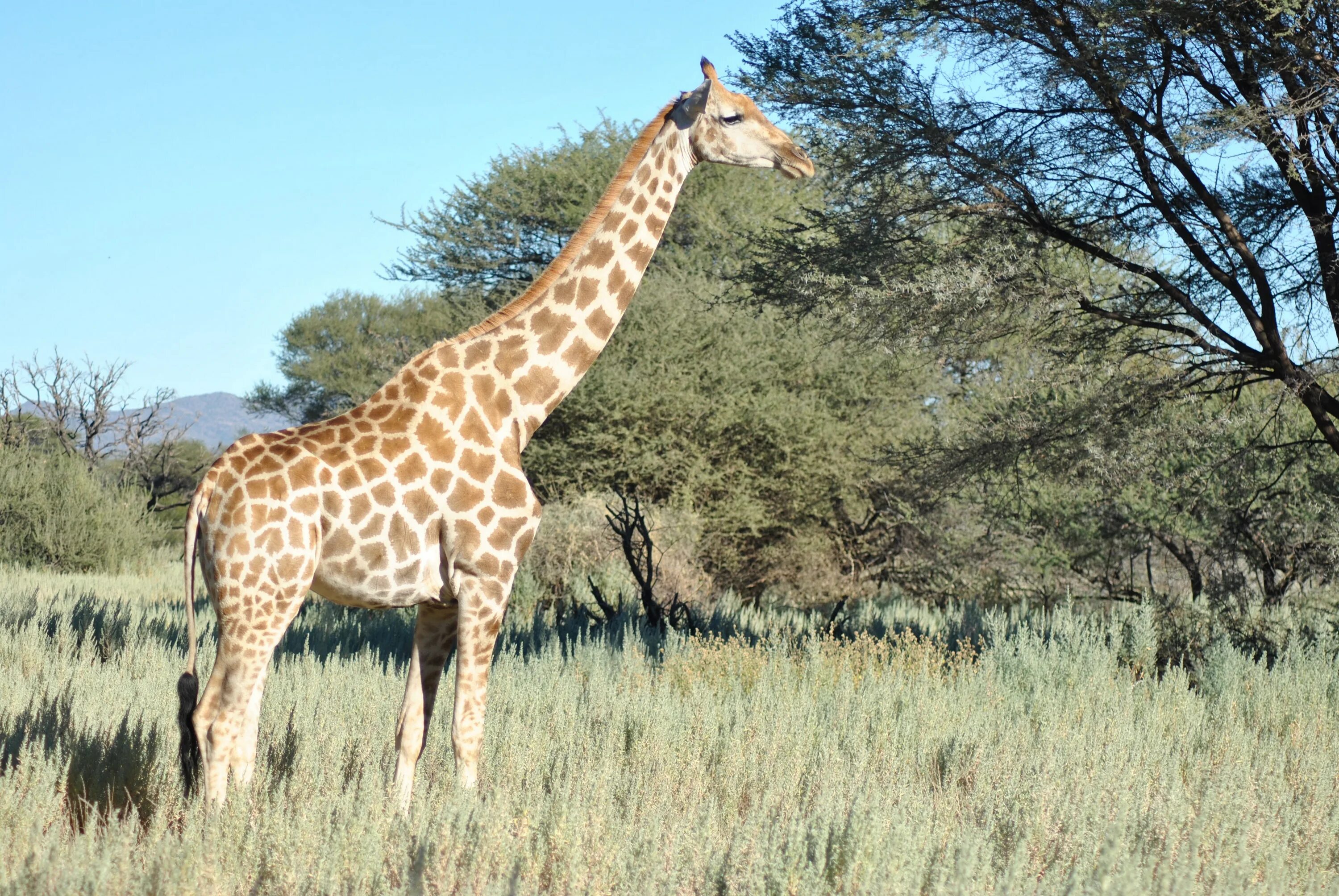 А у жирафа шея длинная. Giraffa camelopardalis ареал. Шея жирафа. Королевский Жираф. С длиной шеею жиоаф.