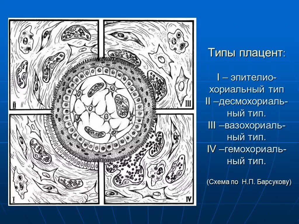 Типы плацент млекопитающих. Типы плацент. типы плацент схема. эпителиохориальная плацента.
