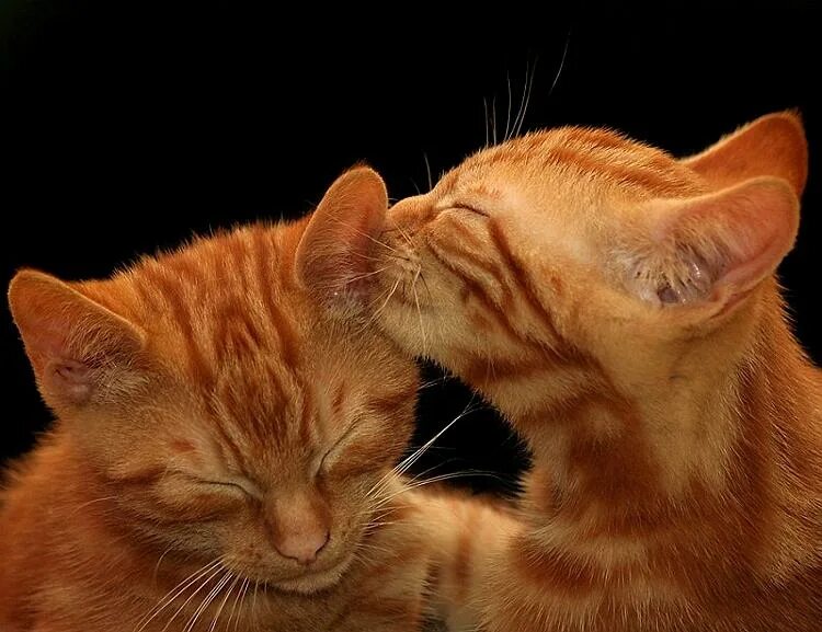 Кошки любовь. Два рыжих кота. Люблю рыжего кота. Котик целует. Я люблю тебя рыжик