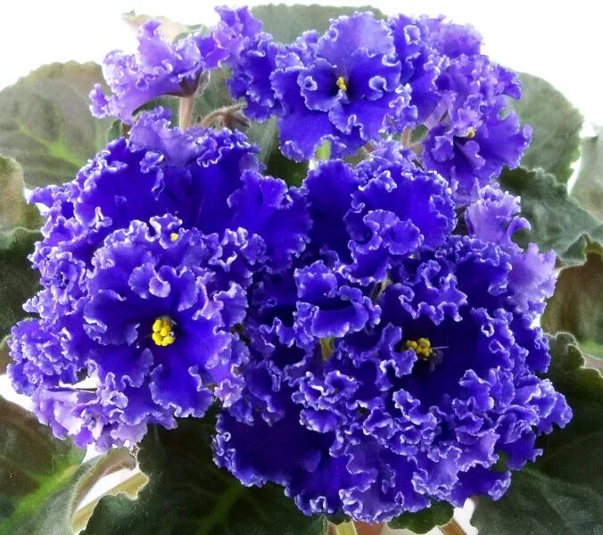 голубая узамбарская фиалка. фиалка блю драгон. фиалка блю драгон. описание голубой фиалки. фиалка синяя.