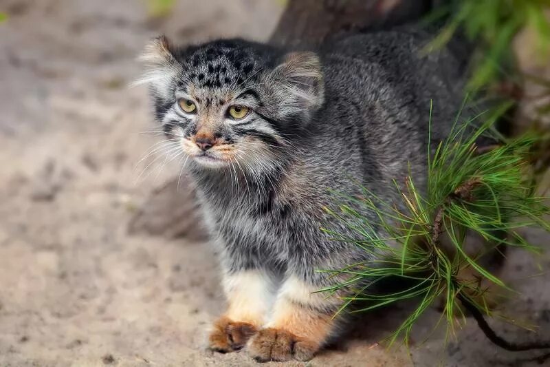 Кот манул котята. Манул. кот манул. самка манула. детеныш манула.