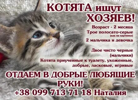 Объявление бесплатных котят кикма