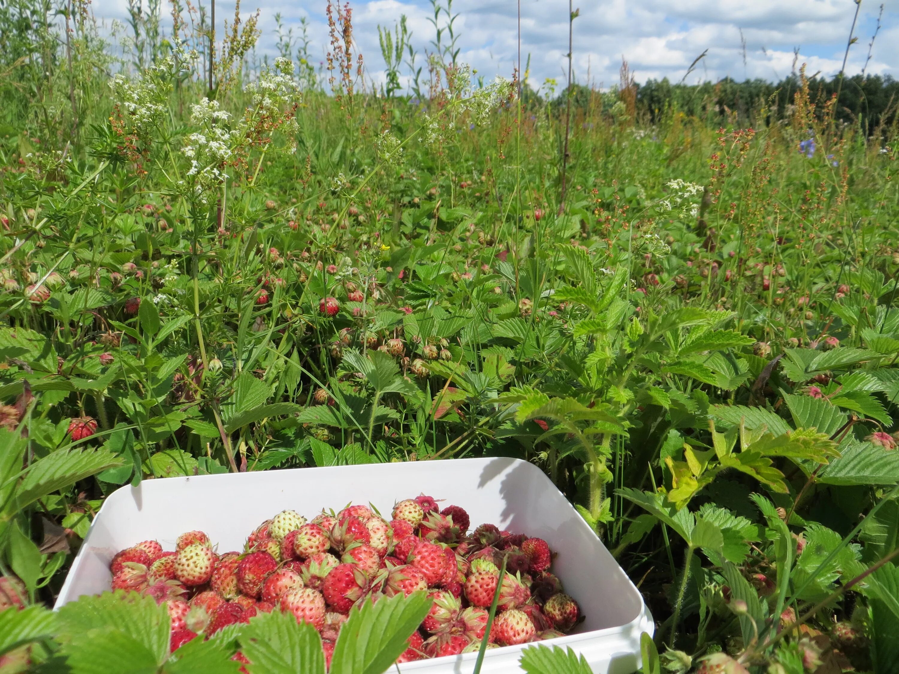 Вишня замороженная без косточки. Земляника садовая куст. Малиновое варенье на зиму. Земляника лесная кустик. Земляника лесная клубника луговая.