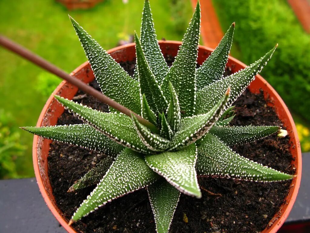 Плотный остро. Алоэ Гастерия хавортия. Хавортия Жемчужная (Haworthia margaritifera). Суккулент алоэ хавортия. Суккулент хавортия маргаритифера.