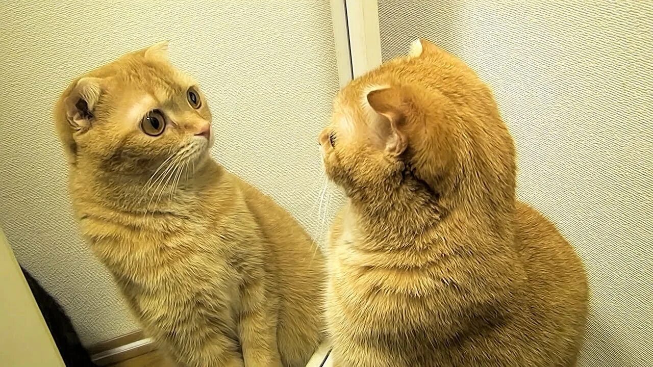 Коты 10 смешных. Смешные коты. удивленный котенок. угарные котята.