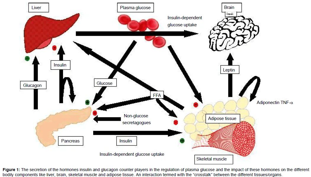 Головной мозг печень кровь. Глюкагон гормон. Insulin dependent Tissues. Инсулин в головном мозге. Печень плазма.