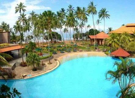 Royal palms 5
