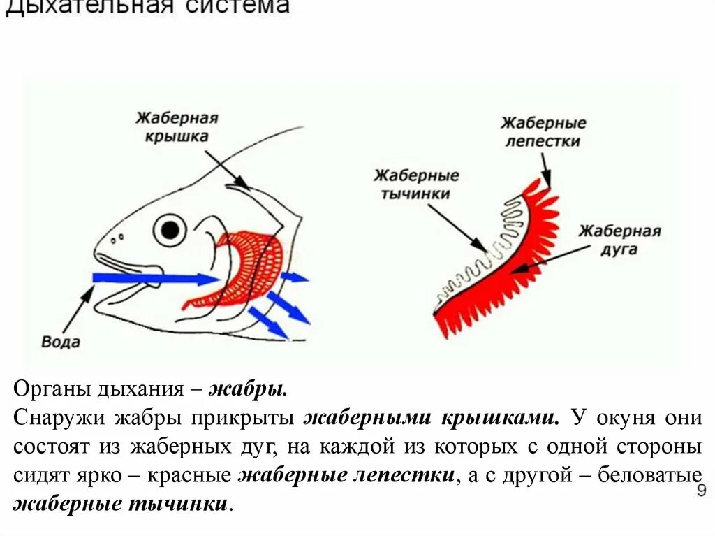 Схема жаберного дыхания рыб. Строение жабр костистых рыб. Строение органов дыхания рыб. Строение жаберного аппарата рыб.