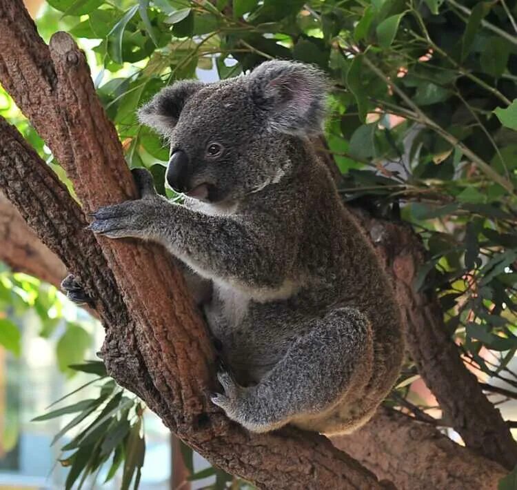 Коала ареал. Коала и материк Австралия. Коала эндемик. Коала сбоку.