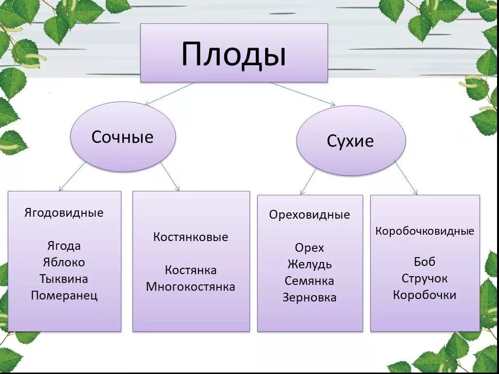 Основные группы плодов. Плоды сухие и сочные биология 6. Схема плодов биология 6 класс. Схема по биологии 6 класс плоды. Схема классификации плодов 6 класс биология.