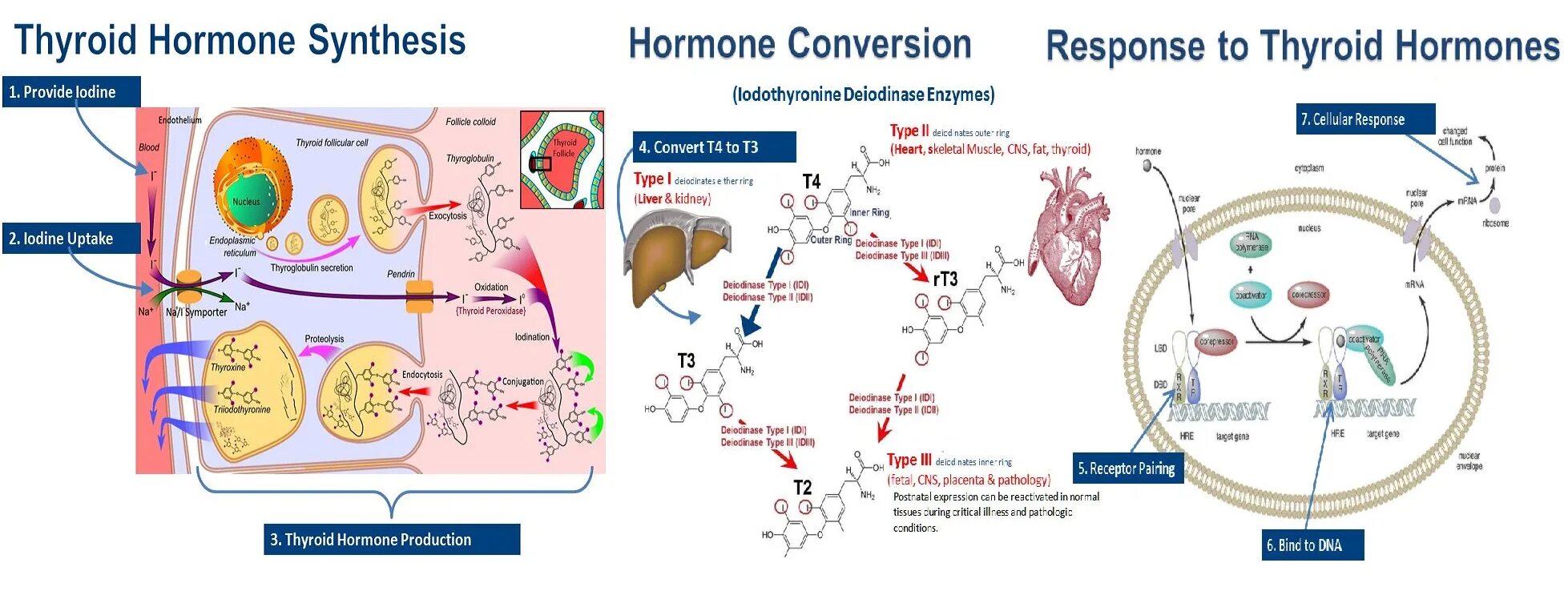 Использование йода для синтеза гормонов. T4 Hormone. Тиреоидные гормоны Синтез. Синтез и секреция тиреоидных гормонов. Этапы синтеза тиреоидных гормонов.