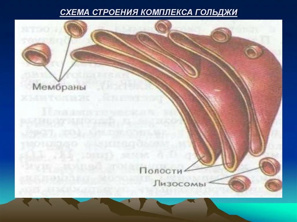 Комплекс гольджи строение. Структура комплекса гольджи. строение комплекса комплекса гольджи. комплекс гольджи пластинчатый аппарат. схема строения комплекса гольджи.