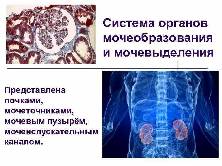 Как взаимосвязаны строение и функции системы мочевыведения