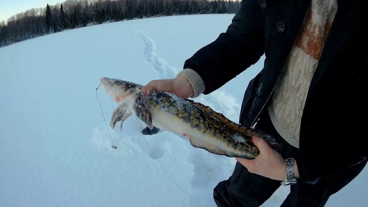 Налим видео. Налим видео. Ловля налима зимой на стукалку. Налим рыба. Стукалка на налима.