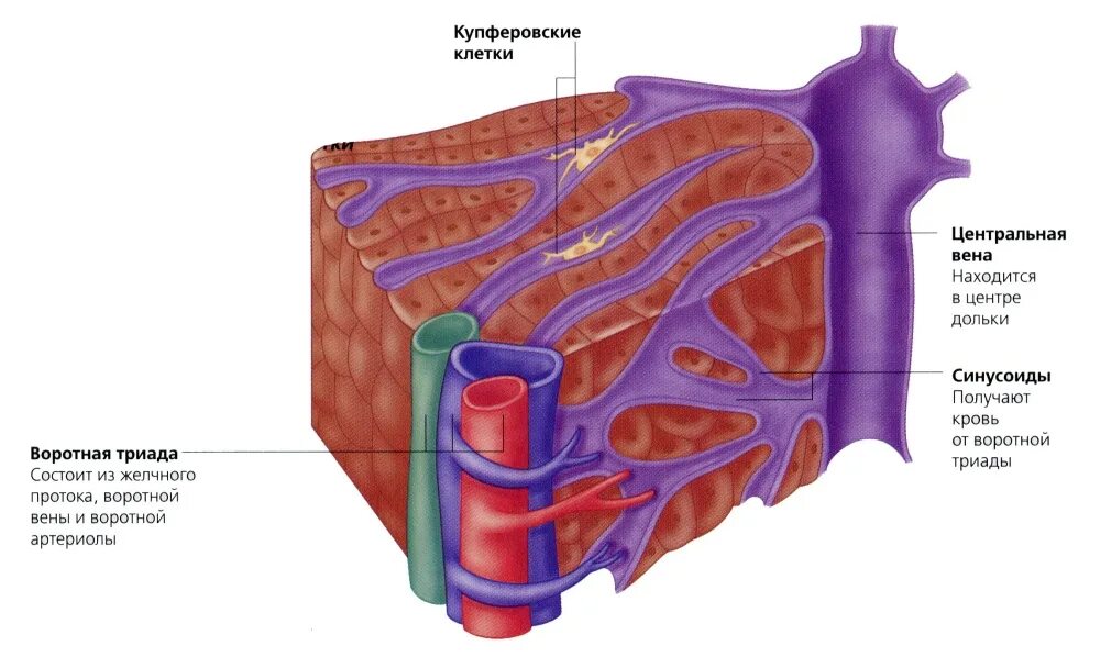 Синусоидальные капилляры печени. Печеночная долька анатомия. Центральная Вена печеночной дольки. Гепатоциты печени анатомия.