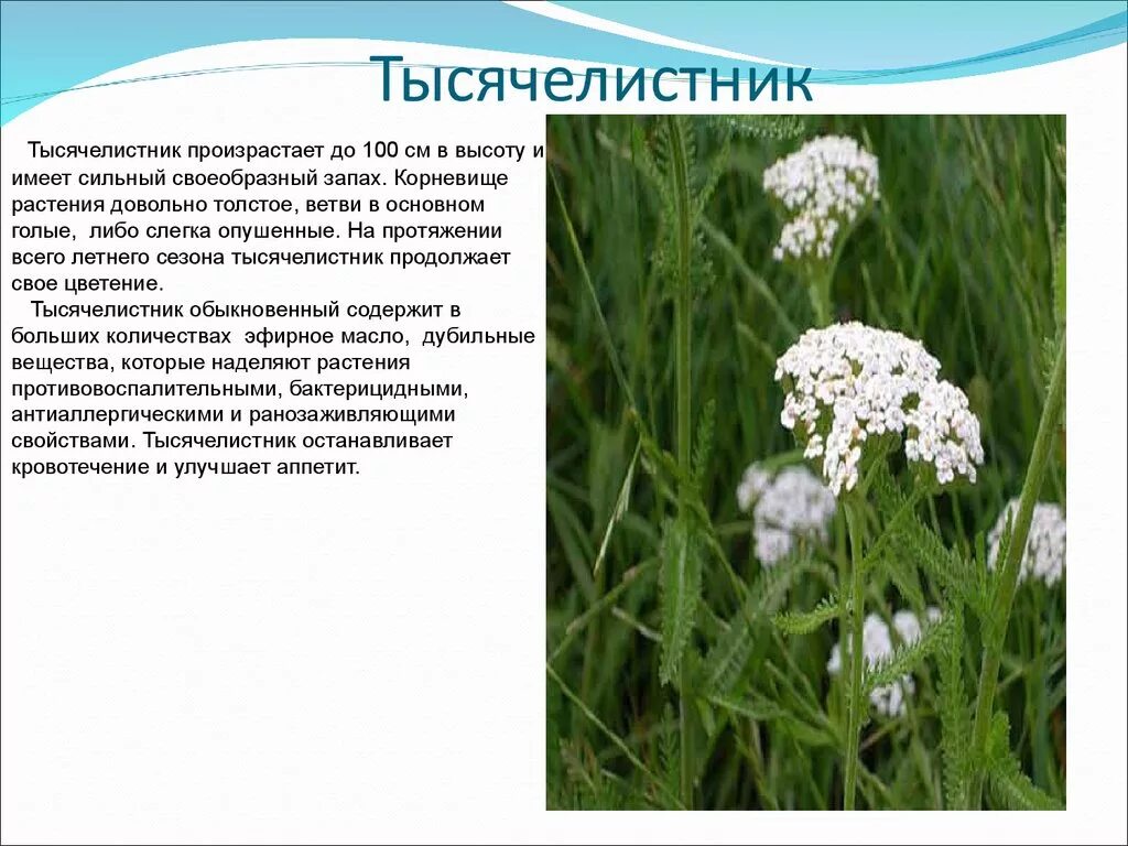 тысячелистник для чего применяется. тысячелистник обыкновенный лекарственные растения. тысячелистник растение лечебные свойства. тысячелистник обыкновенный лекарственные растения. тысячелистник полезные св-ва.