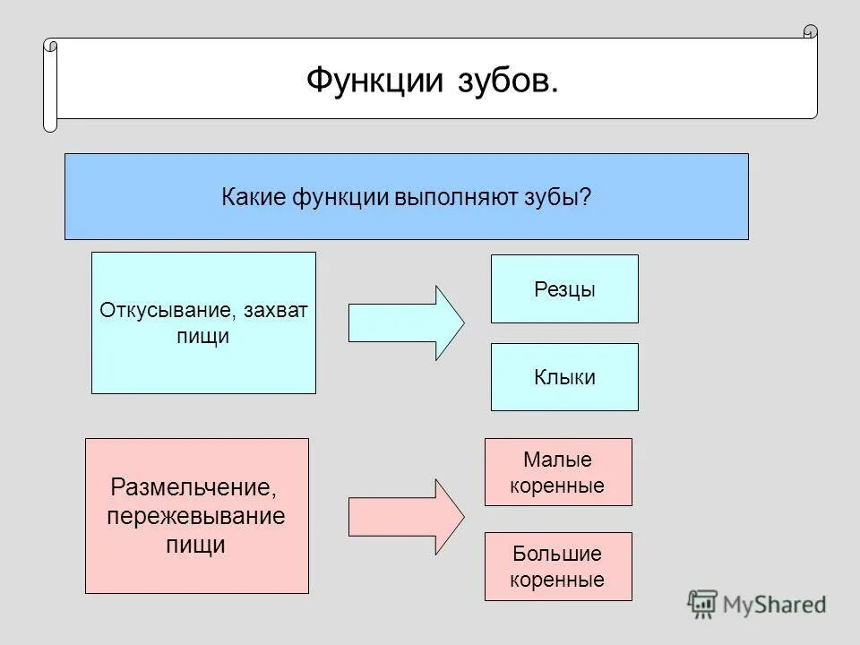 Функция зубов резцов. Зубы назначение строение функции. Зубы выполняют функцию. Резцы клыки премоляры моляры функции. Функции зубной системы у человека.