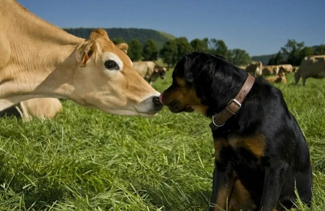 Пасла животных. Корова. Сельскохозяйственные животные. Корова и собака. Дружба собаки и коровы.