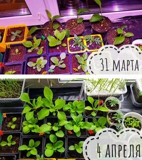 Март рассада цветов