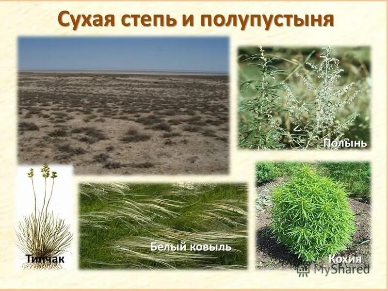 Пустыни и полупустыни природная зона. Типчак полынь. Растения полупустынь и пустынь умеренного пояса. Установите соответствие полупустыни степи. Каштановые почвы степей.