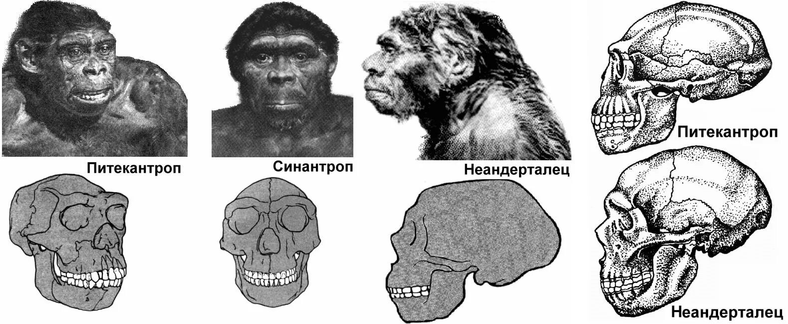 Череп древнего человека и современного. Австралопитек питекантроп синантроп неандерталец кроманьонец. Строение черепа питекантропа. Человек разумный неандерталец и кроманьонец. Кроманьонцев неандертальцев синантропов питекантропов.