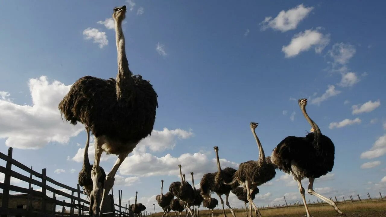 Страусиная ферма ЮАР. Африканский страус. Черный Африканский страус. Страусиная ферма Симферополь.