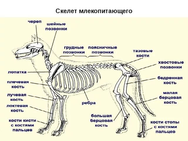 Скелет млекопитающих схема биология 7 класс. Скелет млекопитающего 7 класс биология. Опорно двигательная система млекопитающих схема. Опорно двигательная система скелет собаки.