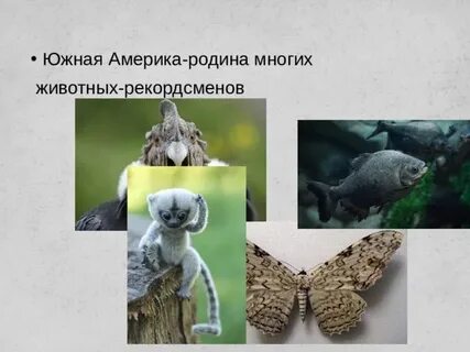 Кому принадлежала южная америка