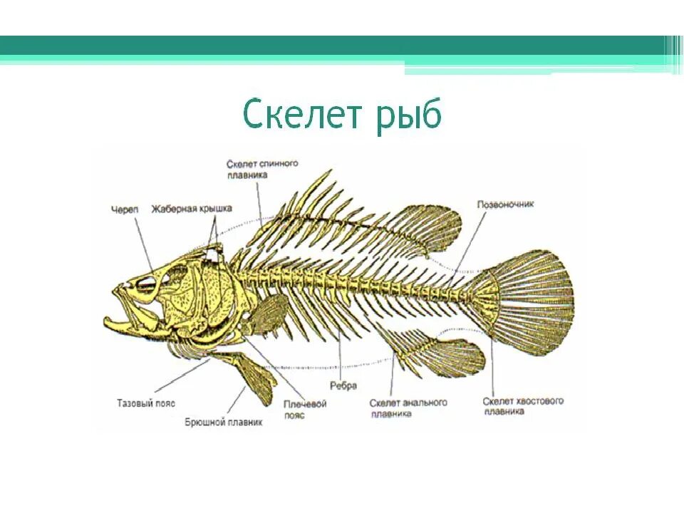 Скелет система рыб. Опорно двигательная система костных рыб. Скелет костной рыбы 7 класс биология. Опорно двигательная система рыб 7 класс.