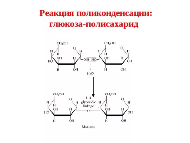 Реакция поликонденсации глюкозы. Реакция образования полисахарида. Реакция поликонденсации бета Глюкозы формула. Глюкоза моносахарид поликонденсации. Поликонденсация моносахаридов.