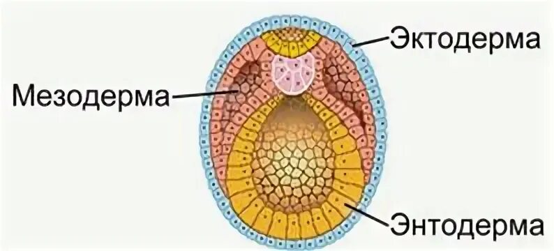 Эктодерма мезодерма