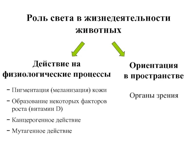 Влияние света на животных. Как свет влияет на животных. Влияние света на организм животных. Физиологические процессы животных. Роль светы в жизни растений