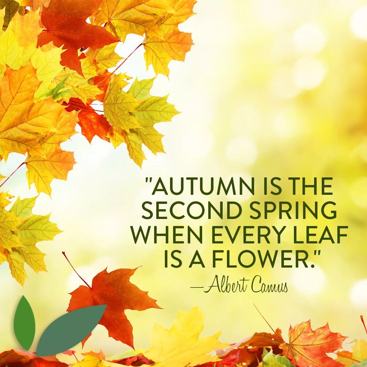 In autumn it is often. Autumn is a second Spring when every Leaf is a Flower. Happy autumn перевод. Leaves everywhere.
