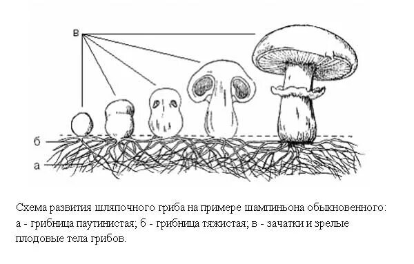 Грибы условия роста. Схема этапов выращивания шампиньонов. Схемы грибниц шампиньонов. Строение гриба шампиньона. Жизненный цикл шляпочного гриба.