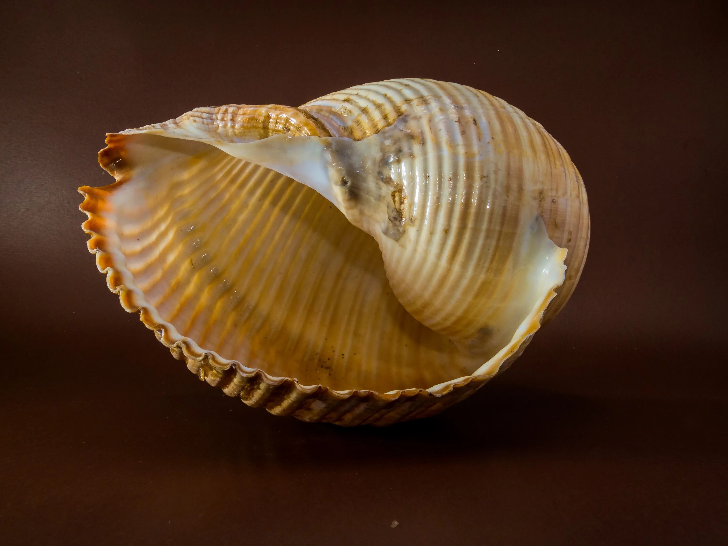 Ракушечные моллюски. Ракушки моллюсков. Наутилус моллюск. Раковина Conch Shell. Ракушка панцирь