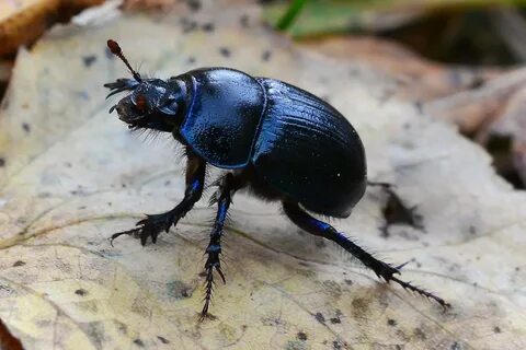 Навозник обыкновенный geotrupes Stercorarius