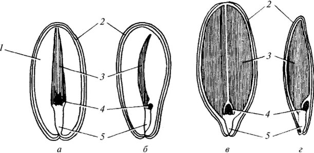 Семя двудольного с эндоспермом. Семена однодольных растений с эндоспермом. Строение семени подсолнуха. Семена двудольных с эндоспермом.