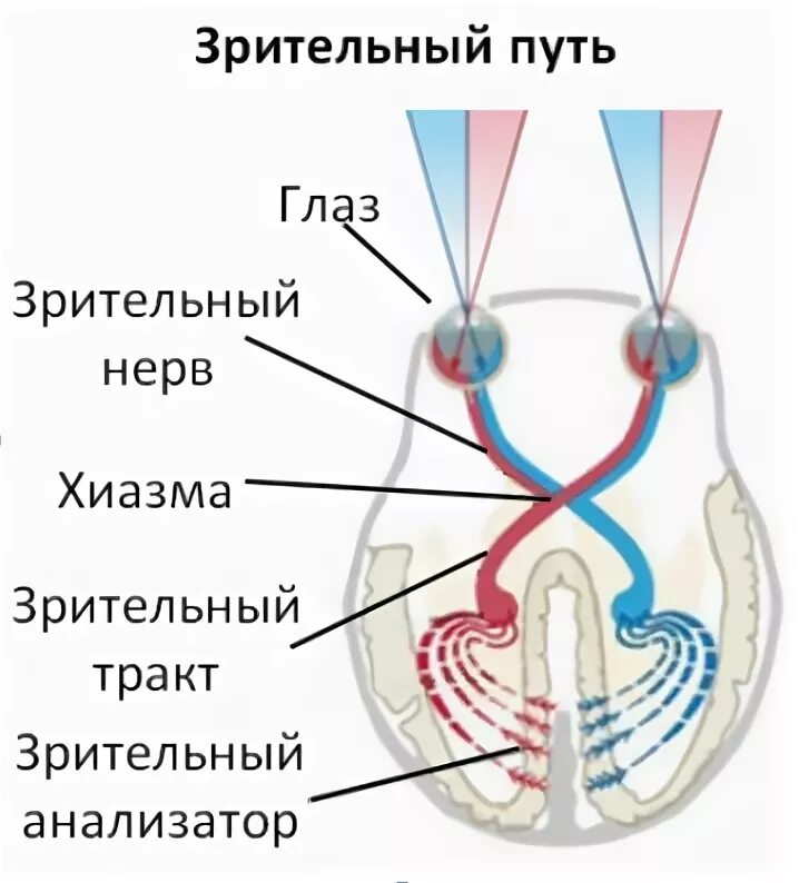 Структуры глаза зрительный нерв. Зрительный нерв строение анатомия. Зрительный нерв ,хиазма анатомия. Зрительный нерв на схеме глаза. Строение зрительного нерва глаза.