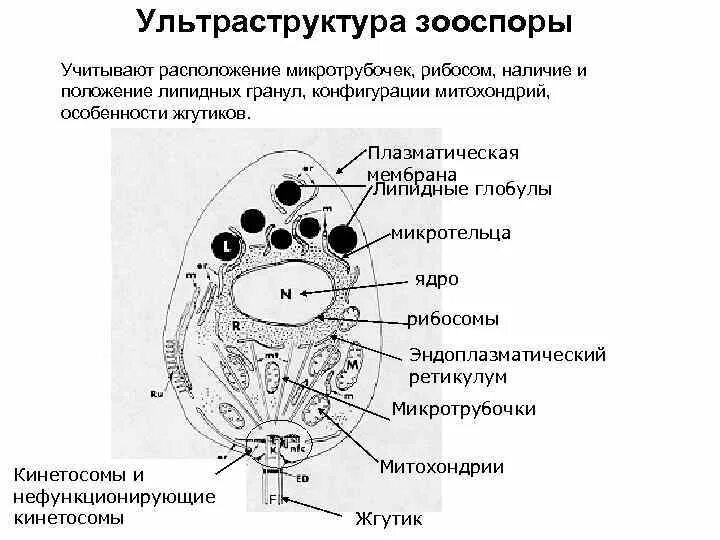 Строение бактериальной клетки прокариот. Мембранные структуры клетки комплекс гольджи. Плазматическая мембрана функции кратко. Плазматическая мембрана пиноцитоз. Наличие рибосом отсутствие плазматической.