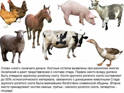Скотина это