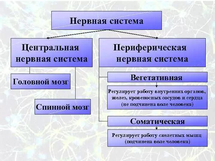 Отделы вегетативной нервной системы строение и функции. Центральная периферическая и вегетативная нервная система. Центральная периферическая и вегетативная нервная система. Вегетативная нервная система вегетативные центры. Нервная система человека схема симпатическая и парасимпатическая.