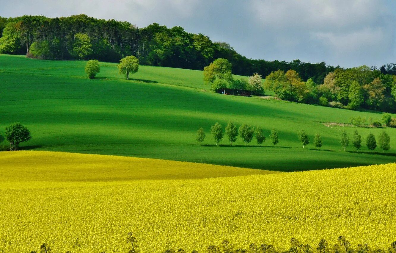 Трава поле. Зеленое поле виндовс. Зеленый пол. Поле небо. Поле зелень.